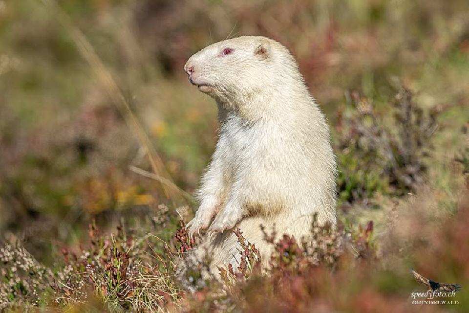 Foto von Speedy Füllemann