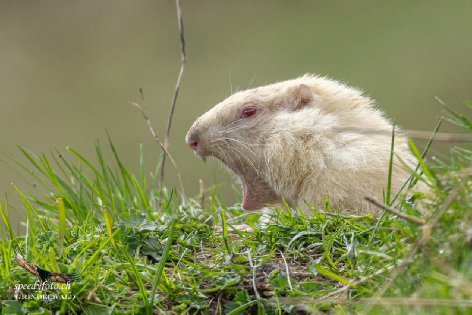 Foto von Speedy Füllemann