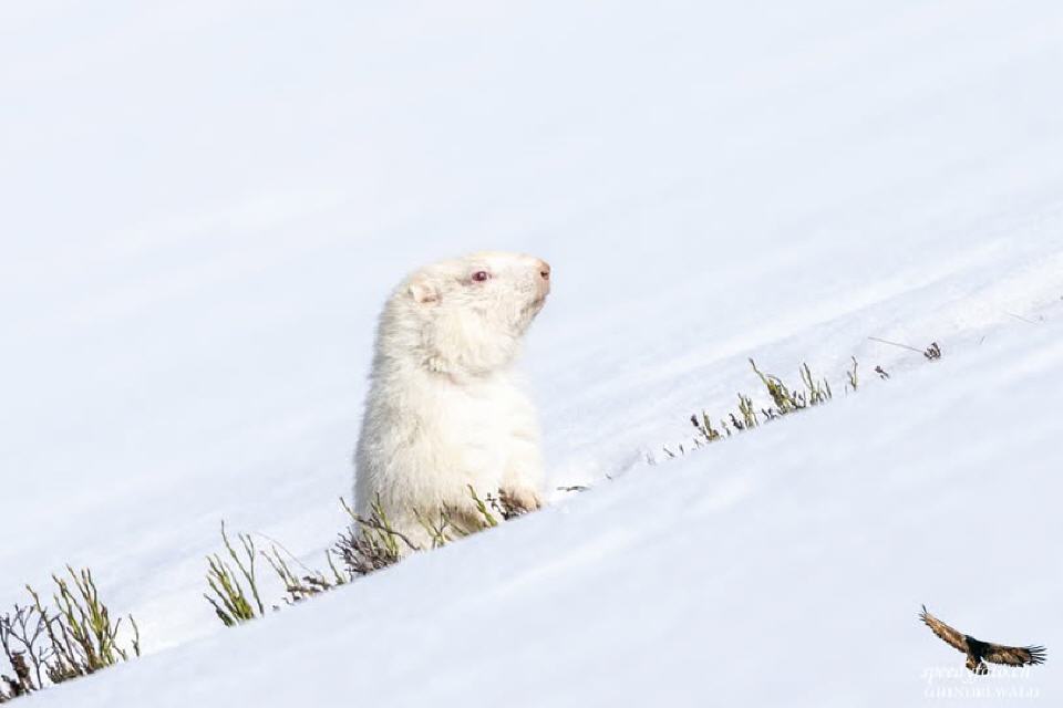 Foto von Speedy Füllemann