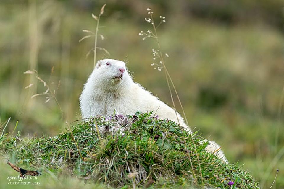 Foto von Speedy Füllemann