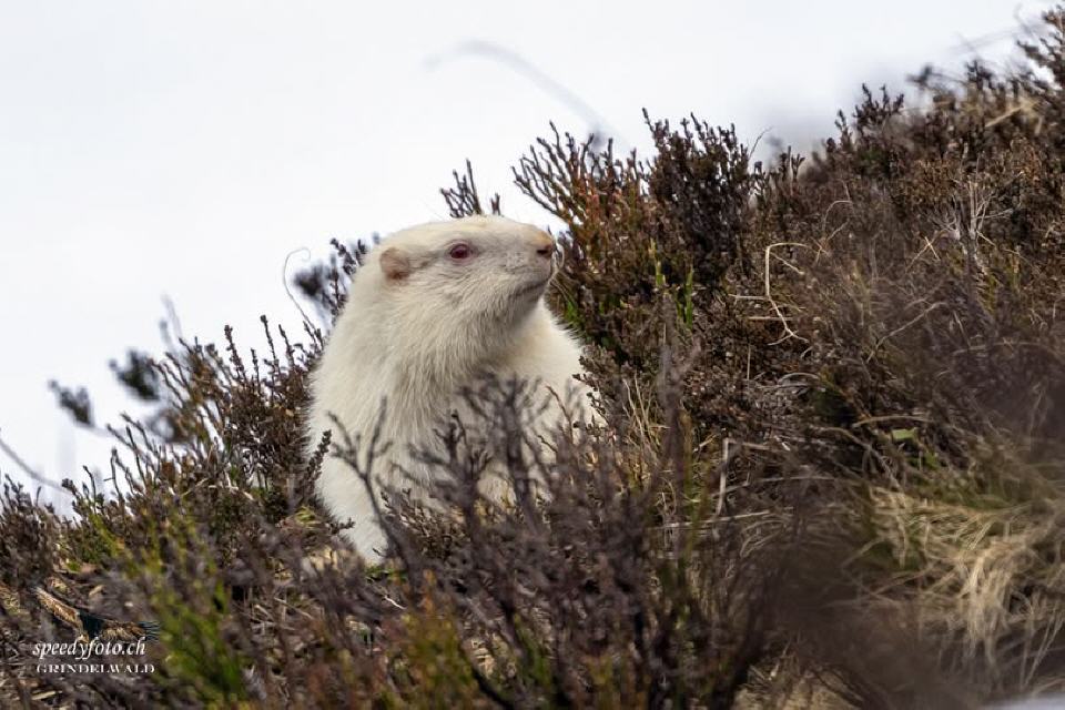 Foto von Speedy Füllemann