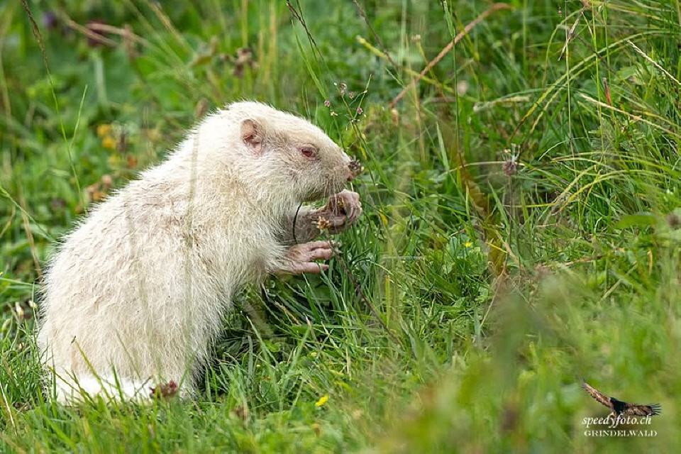 Foto von Speedy Füllemann