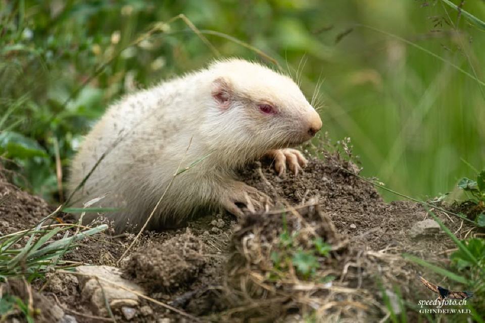 Foto von Speedy Füllemann