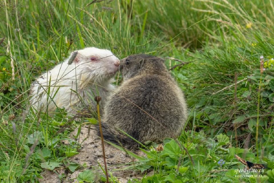 Foto von Speedy Füllemann