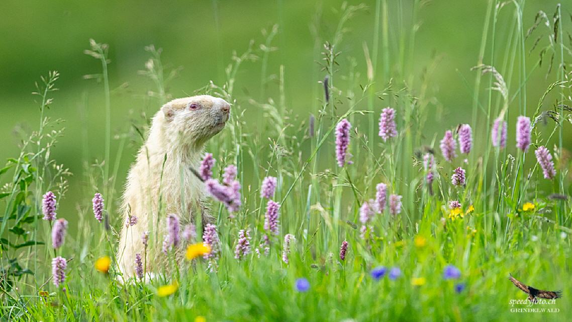 Foto von Speedy Füllemann