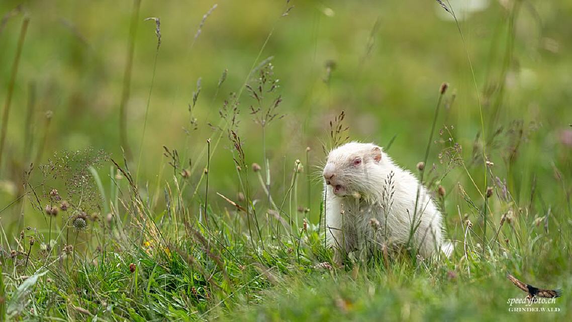 Foto von Speedy Füllemann