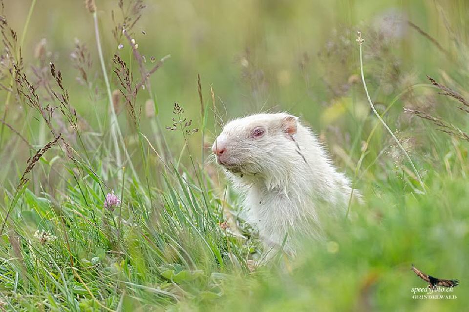 Foto von Speedy Füllemann