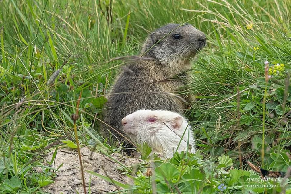 Foto von Speedy Füllemann
